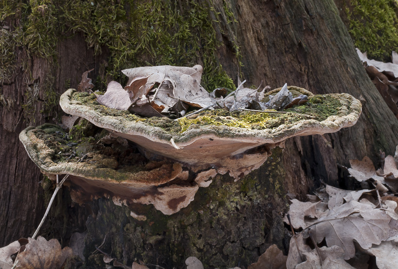 Phellinus torulosus